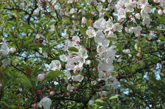 銘柄由来のノカイドウの花