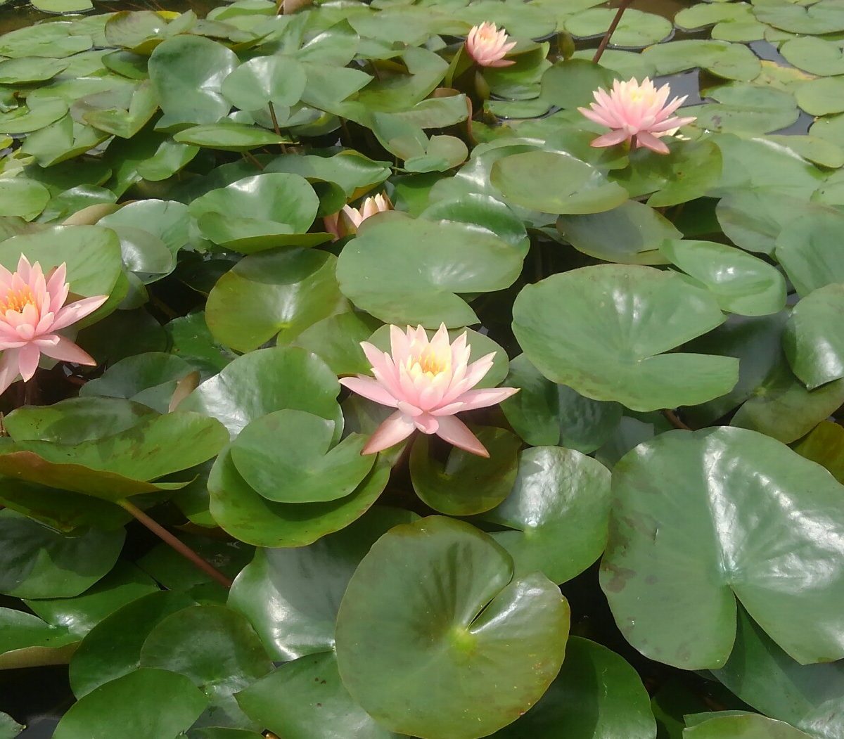 ピンクのスイレンの花