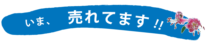 今売れています・画像